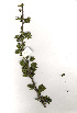  ( - RL1500)  @13 [ ] Copyright  - Unspecified