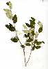  ( - RL1502)  @11 [ ] Copyright  - Unspecified