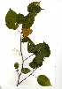  (Croton madandensis - RL1539.1)  @11 [ ] Copyright  - Unspecified