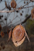  (Terminalia brachystema - OM1955)  @11 [ ] Unspecified (default): All Rights Reserved  Unspecified Unspecified