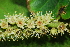  (Terminalia catappa - RA2941)  @11 [ ] Unspecified (default): All Rights Reserved  Unspecified Unspecified