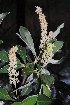  (Terminalia sericea - OM1037.1)  @11 [ ] Unspecified (default): All Rights Reserved  Unspecified Unspecified