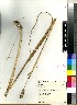  (Phalaris aquatica - Barker_NP_593)  @11 [ ] No Rights Reserved  Unspecified Unspecified
