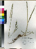 (Paspalum dilatatum - Briggs_N_72)  @11 [ ] No Rights Reserved  Unspecified Unspecified