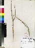  (Echinochloa colona - Clarke_NV_394)  @11 [ ] No Rights Reserved  Unspecified Unspecified