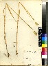  (Phalaris minor - Davidse_33237)  @11 [ ] No Rights Reserved  Unspecified Unspecified
