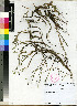  (Paspalum distichum - De_Castro_A_et_Brits_M_176)  @11 [ ] No Rights Reserved  Unspecified Unspecified
