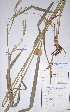  (Andropogon gayanus - KNP019)  @11 [ ] Unspecified (default): All Rights Reserved  Unspecified Unspecified