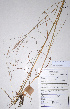  (Hyparrhenia filipendulina - KNP028)  @11 [ ] Unspecified (default): All Rights Reserved  Unspecified Unspecified