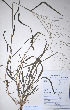  (Leptochloa panicea - KNP169)  @11 [ ] Unspecified (default): All Rights Reserved  Unspecified Unspecified