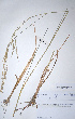  (Leptochloa fusca - KNP170)  @11 [ ] Unspecified (default): All Rights Reserved  Unspecified Unspecified