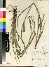  (Paspalum orbiculare - Liebenber_LCC_8557)  @11 [ ] No Rights Reserved  Unspecified Unspecified