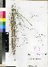  (Digitaria flaccida - McKibbim_R_491)  @11 [ ] No Rights Reserved  Unspecified Unspecified