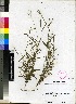  (Digitaria scalarum - Ngwenya_AM_1181)  @11 [ ] No Rights Reserved  Unspecified Unspecified