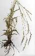  ( - OM0481)  @11 [ ] Copyright  - Unspecified