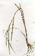  (Echinochloa cf. colona - OM0692)  @11 [ ] Copyright  - Unspecified