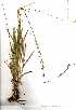  ( - OM0727)  @11 [ ] Copyright  - Unspecified