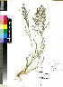  (Eragrostis omahekensis - PRE240)  @11 [ ] No Rights Reserved  Olivier Maurin University of Johannesburg