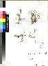  (Cynodon hirsutus - PRE252)  @11 [ ] No Rights Reserved (2011) Olivier Maurin University of Johannesburg