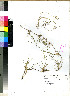  (Cynodon incompletus - PRE253)  @11 [ ] No Rights Reserved (2011) Olivier Maurin University of Johannesburg