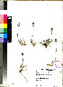  (Polevansia - PRE265)  @11 [ ] No Rights Reserved (2011) Olivier Maurin University of Johannesburg