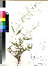  (Leptochloa uniflora - PRE280)  @11 [ ] No Rights Reserved (2011) Olivier Maurin University of Johannesburg