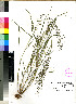  (Pogonarthria - PRE284)  @11 [ ] No Rights Reserved (2011) Olivier Maurin University of Johannesburg
