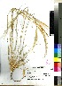  (Stipagrostis hochstetteriana - PRE311)  @11 [ ] No Rights Reserved  Unspecified Unspecified