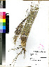  (Stipagrostis zeyheri - PRE321)  @11 [ ] No Rights Reserved  Olivier Maurin University of Johannesburg