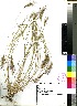  (Aristida hubbardiana - PRE330)  @11 [ ] No Rights Reserved  Unspecified Unspecified