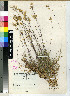  (Pentachistis acinosa - PRE440)  @11 [ ] Unspecified (default): All Rights Reserved  Unspecified Unspecified