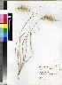  (Pennisetum villosum - PRE463)  @11 [ ] Unspecified (default): All Rights Reserved  Unspecified Unspecified
