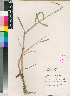  ( - PRE528)  @11 [ ] No Rights Reserved  Unspecified Unspecified