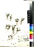  (Schismus barbatus - PRE587)  @11 [ ] No Rights Reserved  Unspecified Unspecified