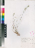  (Schismus pleuropogon - PRE588)  @11 [ ] No Rights Reserved  Unspecified Unspecified