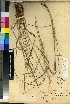  (Trisetopsis capensis - PRE601)  @11 [ ] No Rights Reserved  Unspecified Unspecified