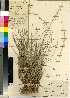  (Trisetopsis longifolia - PRE638)  @11 [ ] No Rights Reserved  Unspecified Unspecified