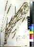  (Phalaris angusta - Pienaar_BJ_et_Kok_1243)  @11 [ ] No Rights Reserved  Unspecified Unspecified