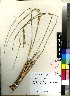  (Digitaria natalensis Stent - Rautenbach_C_9)  @11 [ ] No Rights Reserved  Unspecified Unspecified