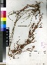  (Hyparrhenia tamba - Smook_L_8110)  @11 [ ] No Rights Reserved  Unspecified Unspecified