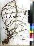  (Digitaria debilis - Smook_L_8900)  @11 [ ] No Rights Reserved  Unspecified Unspecified