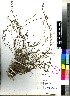  (Digitaria longiflora - Smook_L_8929)  @11 [ ] No Rights Reserved  Unspecified Unspecified