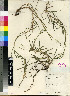  (Paspalum paspalodus - Smook_et_Gibbs_Russell_2242)  @11 [ ] No Rights Reserved  Unspecified Unspecified