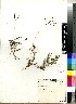  (Digitaria didactyla - Songimvela_68)  @11 [ ] No Rights Reserved  Unspecified Unspecified