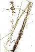 (Cymbopogon plurinodis - YBK008)  @11 [ ] Copyright  - Unspecified