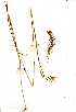  (Cymbopogon excavatus - YBK031)  @11 [ ] Copyright  - Unspecified