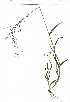  (Leptochloa chinensis - YBK338)  @11 [ ] Copyright  - Unspecified