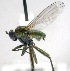  (Hydrophorus glaber - KNWR-Ento-10417)  @14 [ ] No Rights Reserved (2014) Unspecified U.S. Fish and Wildlife Service