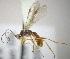  (Aleiodes sp. 1MJS - KNWR 3518)  @14 [ ] No Rights Reserved (2012) Unspecified U.S. Fish and Wildlife Service