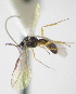  (Orthostigma 1MJS - KNWR 3799)  @12 [ ] No Rights Reserved (2012) Unspecified U.S. Fish and Wildlife Service